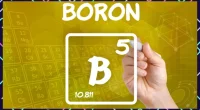 Boron: A Mighty Micronutrient for Bone Health