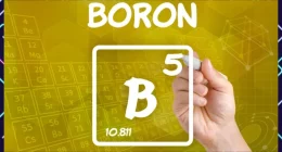 Boron: A Mighty Micronutrient for Bone Health