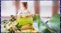 Eucalyptus Essential Oil: The Secret To Natural Radiant Skin