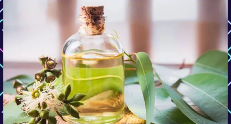 Eucalyptus Essential Oil: The Secret To Natural Radiant Skin
