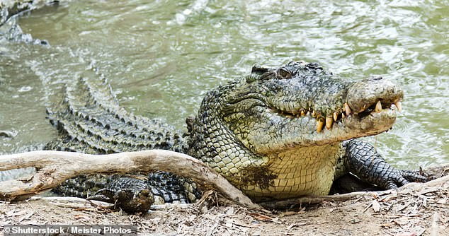 Dog mauled by a saltwater crocodile at Ivanhoe Crossing, WA just days ...