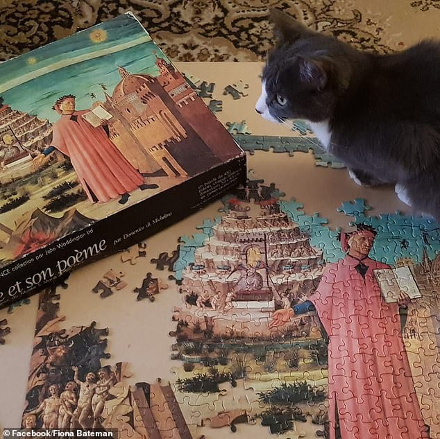 Adelaide couple put down family cat after struggling to find pet