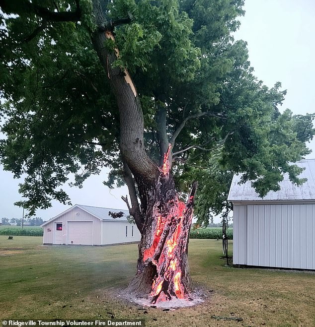 Tree Burns From Inside Out After Being Set Ablaze By 50000f Lightning Bolt Sound Health And 