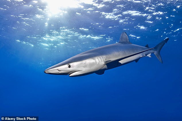 'Shark attack' off the coast of Cornwall: Woman is bitten on leg near ...