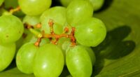 Green grapes calories and nutrition facts