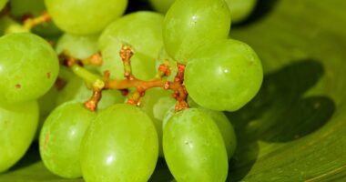 Green grapes calories and nutrition facts