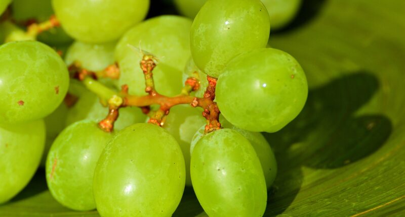Green grapes calories and nutrition facts