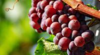 Red grapes calories , benefits And Side effects