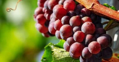 Red grapes calories , benefits And Side effects
