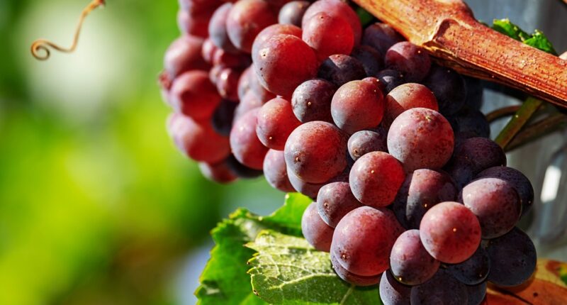 Red grapes calories , benefits And Side effects