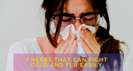 7 herbs that can fight cold and flu easily