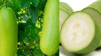 Winter Melon Benefits For Health: 12 Reasons To Have It In Your Diet This Season