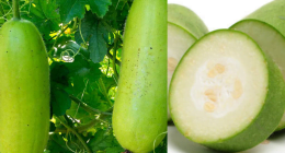 Winter Melon Benefits For Health: 12 Reasons To Have It In Your Diet This Season