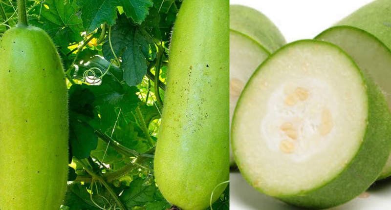 Winter Melon Benefits For Health: 12 Reasons To Have It In Your Diet This Season