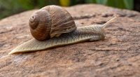 3 Reasons The snail you eat may be dangerous