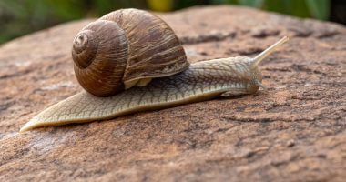 3 Reasons The snail you eat may be dangerous