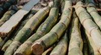 Spiritual Meaning Of Sugar Cane: From Prosperity To Abundance