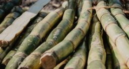 Spiritual Meaning Of Sugar Cane: From Prosperity To Abundance