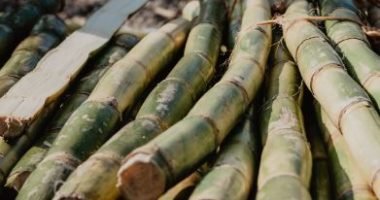 Spiritual Meaning Of Sugar Cane: From Prosperity To Abundance