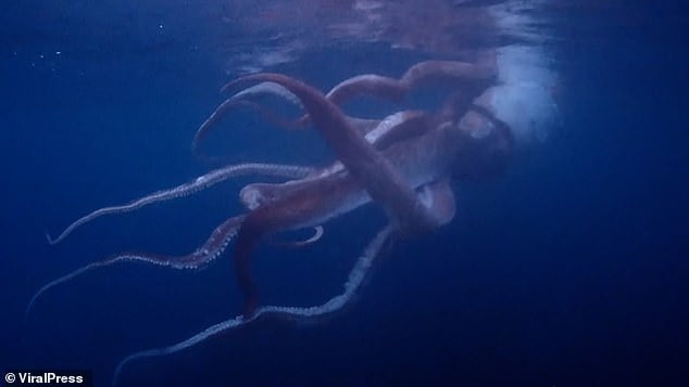 Watch as couple come face to face with rare giant squid while diving ...