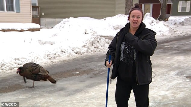 Wild Turkey Gladis Terrorizes Minnesota Neighborhood - Forcing ...