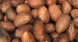 11 Incredible Ailments Bitter Kola Can Cure