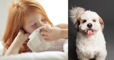Protecting Kids From Pet Allergies: Practical Tips And Advice