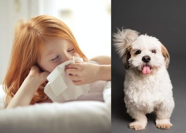 Protecting Kids From Pet Allergies: Practical Tips And Advice