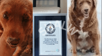 Bobi Dog Owner: Who Is He? Owner Gets Guinness World Record For Oldest Dog Ever