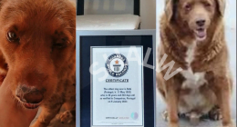 Bobi Dog Owner: Who Is He? Owner Gets Guinness World Record For Oldest Dog Ever