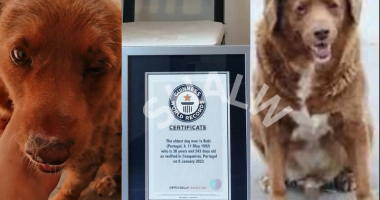 Bobi Dog Owner: Who Is He? Owner Gets Guinness World Record For Oldest Dog Ever