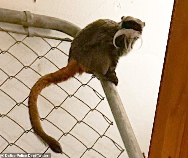 Man arrested after two tamarin monkeys stolen from Dallas zoo are found ...