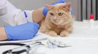 The Importance Of Wellness Tests For Your Cat!