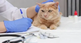 The Importance Of Wellness Tests For Your Cat!