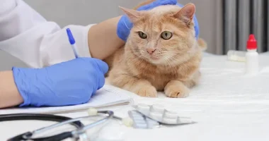 The Importance Of Wellness Tests For Your Cat!