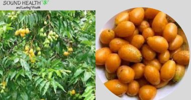 7 Incredible Health Benefits of Iyeye leaves