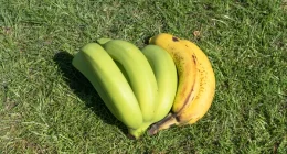 Is it Safe to Eat Plantains Every Day?