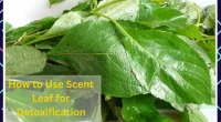 A pile of leaves with the words how to use scent leaf for detoxfication