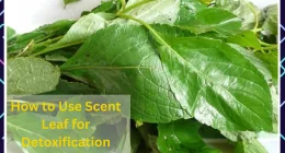 A pile of leaves with the words how to use scent leaf for detoxfication