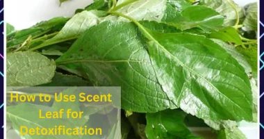 A pile of leaves with the words how to use scent leaf for detoxfication