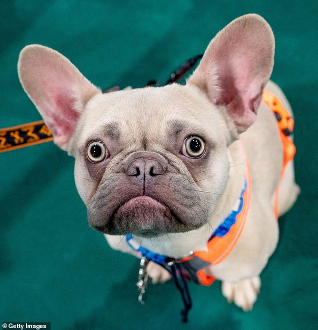 French Bulldogs dethrone Labradors as America’s favorite breed, Kennel ...