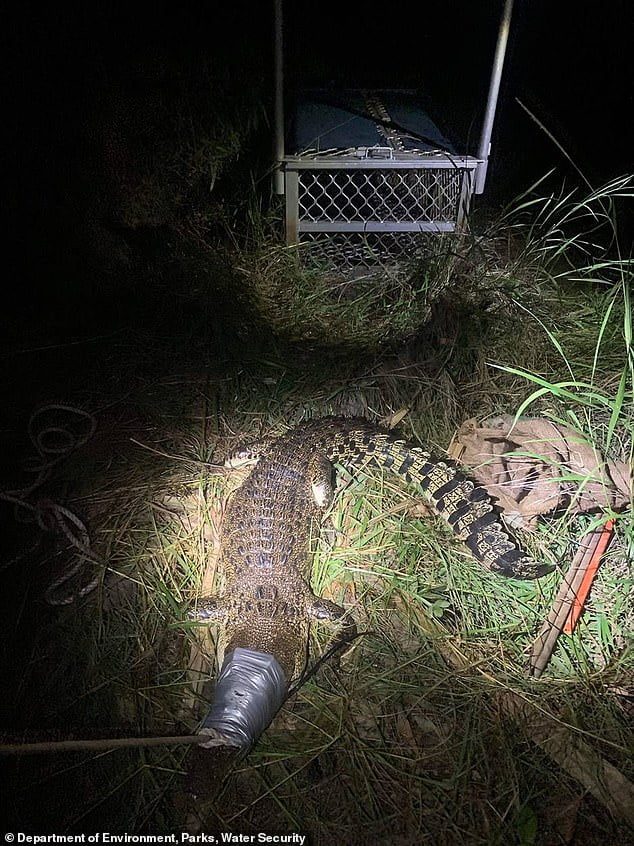 Girl, 12, is attacked by a huge 2.2m saltwater crocodile near Darwin