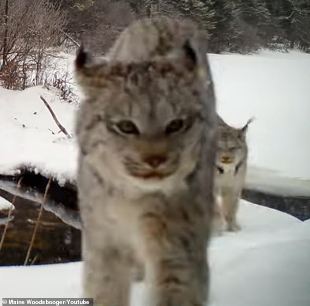 Majestic lynx is filmed roaring while stalking through snowy Maine ...