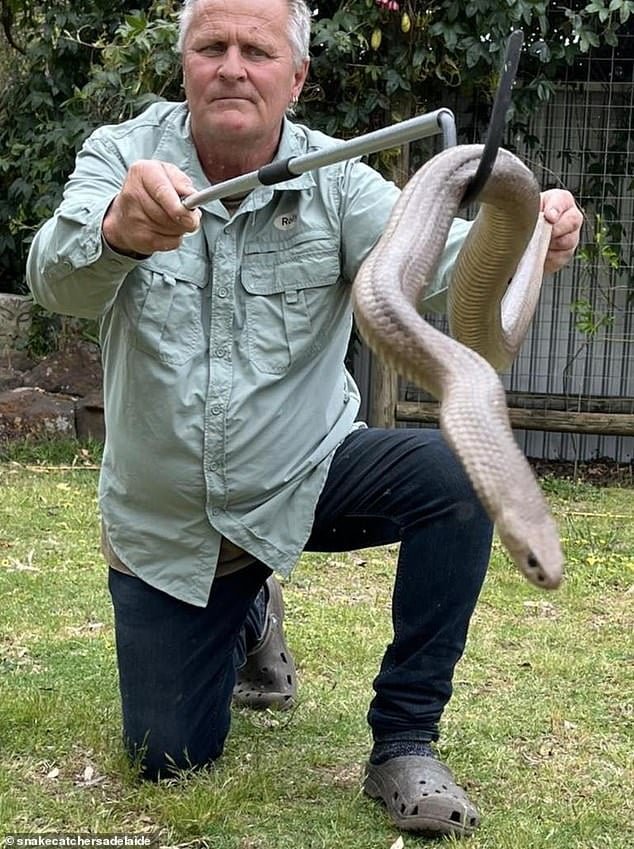 Snake catchers at war Turf dispute erupts in Adelaide South Australia