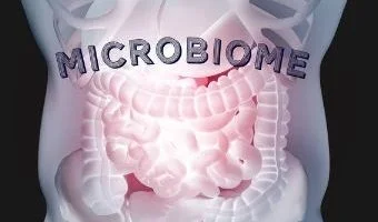 Gut Health: An Essential Guide to Maintaining a Healthy Digestive System