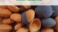 Health Benefits of Licky Licky (Black Velvet Tamarind)
