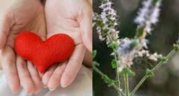 Black Cohosh Uses and Potential Hazards