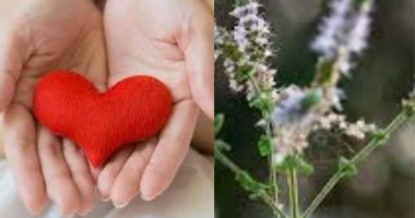 Black Cohosh Benefits for Women: Natural Relief for Menopause Symptoms