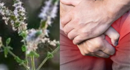 Black Cohosh Benefits for Men