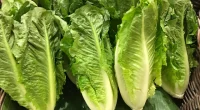 Health Benefits of Eating Lettuce for Skin, Hair, and Health